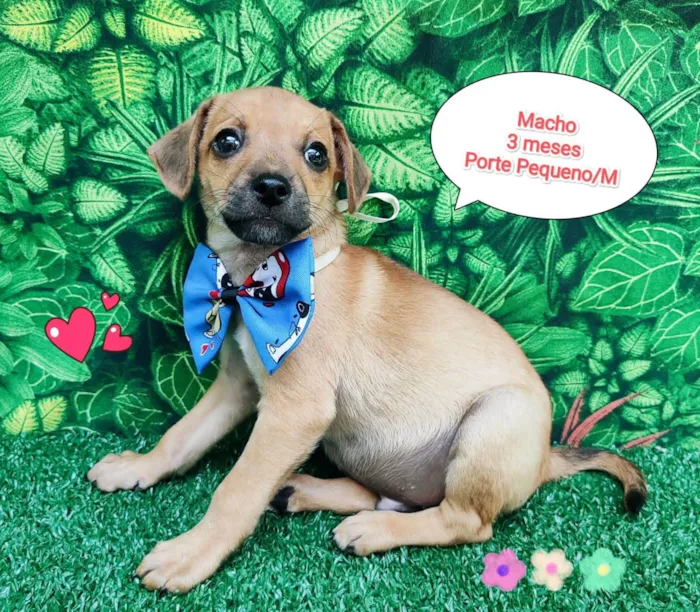 Cachorro ra a SRD-ViraLata idade 2 a 6 meses nome Didi