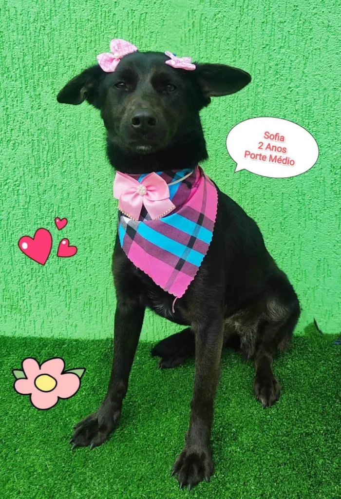Cachorro ra a  idade 2 anos nome Sofia