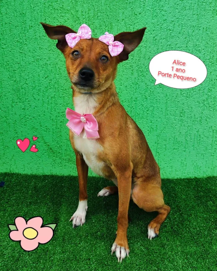 Cachorro ra a  idade 1 ano nome Alice
