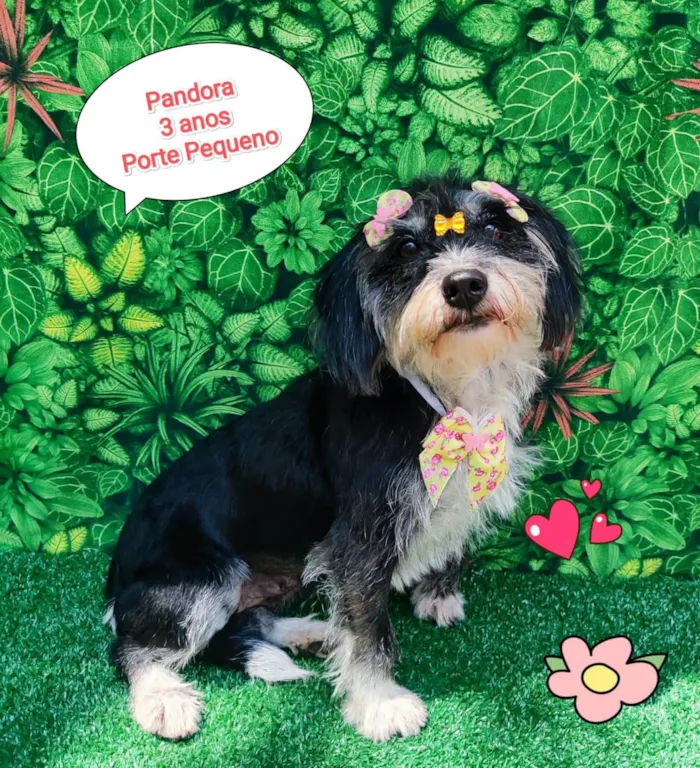 Cachorro ra a SRD-ViraLata idade 3 anos nome Pandora 
