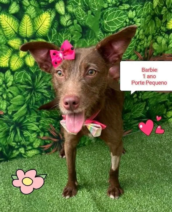 Cachorro ra a SRD-ViraLata idade 1 ano nome Barbie 