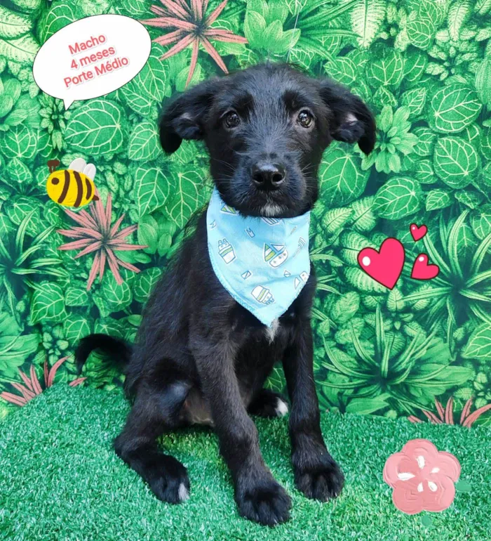 Cachorro ra a  idade 2 a 6 meses nome Tobias 