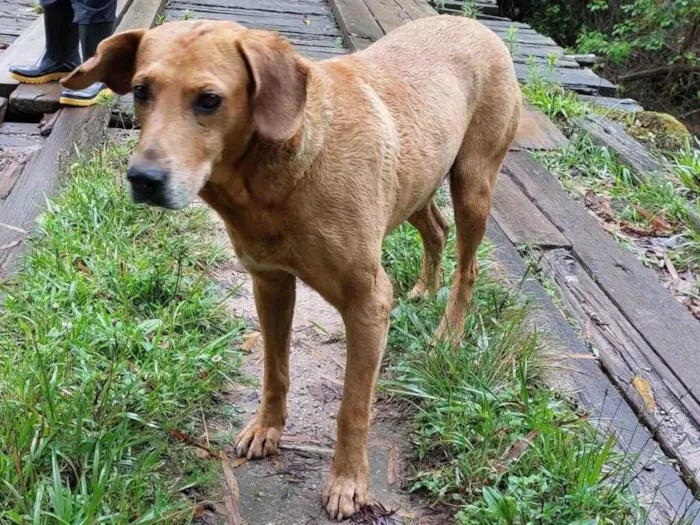 Cachorro ra a SRD vira lata idade 3 anos nome Bruno