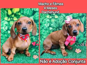 Cachorro raça Dachshund  idade 2 a 6 meses nome Bela e Beto 