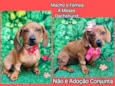 Cachorro raça Dachshund  idade 2 a 6 meses nome Bela e Beto 
