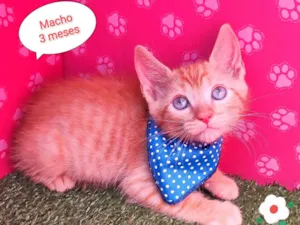 Gato raça SRD-ViraLata idade 2 a 6 meses nome Neném 