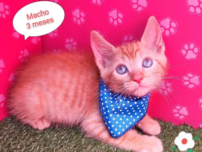 Gato ra a SRD-ViraLata idade 2 a 6 meses nome Neném 