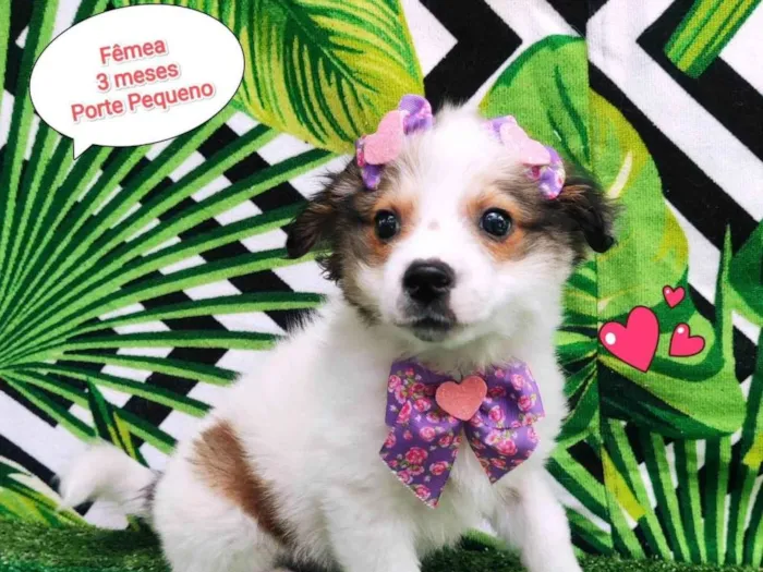 Cachorro ra a SRD-ViraLata idade 2 a 6 meses nome Tifany 