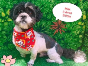 Cachorro raça SRD-ViraLata idade 3 anos nome Max 