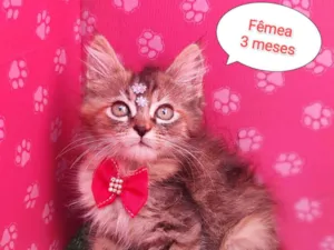 Gato raça SRD-ViraLata idade 2 a 6 meses nome Gabi