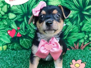 Cachorro raça  idade 2 a 6 meses nome Miah 