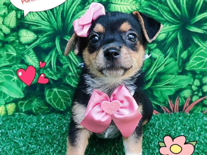 Cachorro ra a  idade 2 a 6 meses nome Miah 