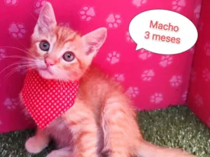 Gato raça SRD-ViraLata idade 2 a 6 meses nome Fergus 