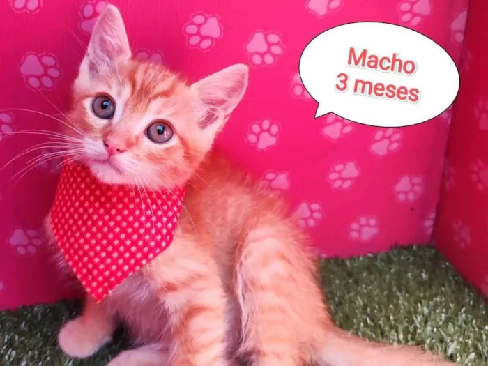 Gato ra a SRD-ViraLata idade 2 a 6 meses nome Fergus 