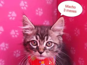 Gato raça SRD-ViraLata idade 2 a 6 meses nome Bily