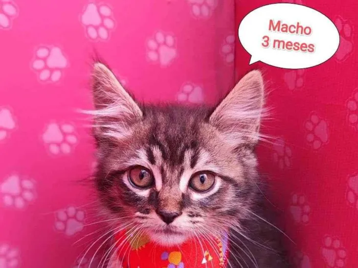 Gato ra a SRD-ViraLata idade 2 a 6 meses nome Bily