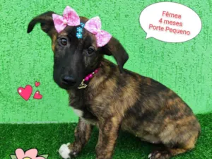 Cachorro raça  idade 2 a 6 meses nome Lina