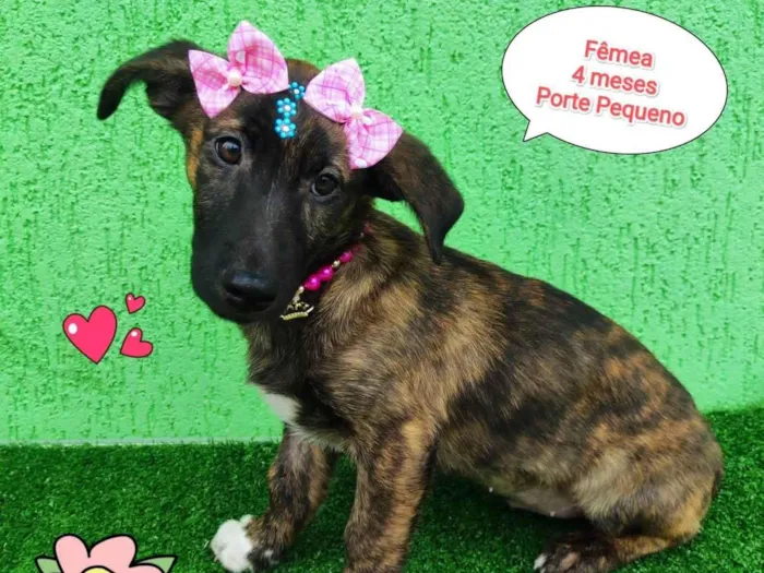 Cachorro ra a  idade 2 a 6 meses nome Lina