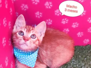 Gato raça  idade 2 a 6 meses nome Yuri