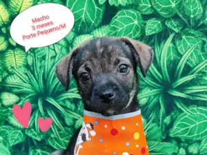Cachorro raça SRD-ViraLata idade 2 a 6 meses nome Rufous 