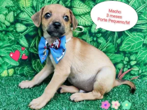 Cachorro raça SRD-ViraLata idade 2 a 6 meses nome Didi