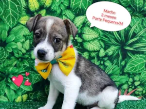 Cachorro raça SRD-ViraLata idade 2 a 6 meses nome Marcos 