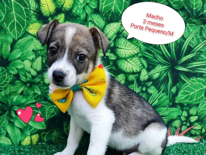 Cachorro ra a SRD-ViraLata idade 2 a 6 meses nome Marcos 