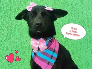 Cachorro raça  idade 2 anos nome Sofia
