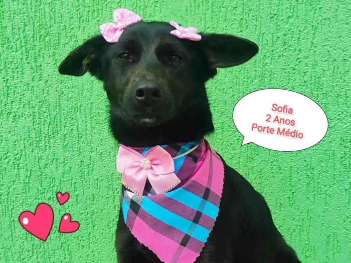 Cachorro ra a  idade 2 anos nome Sofia