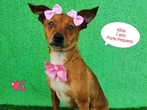 Cachorro raça  idade 1 ano nome Alice