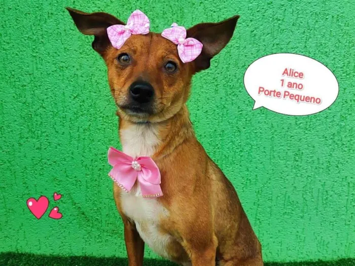 Cachorro ra a  idade 1 ano nome Alice