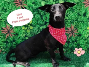 Cachorro raça  idade 1 ano nome Elvis 