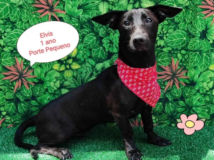 Cachorro ra a  idade 1 ano nome Elvis 