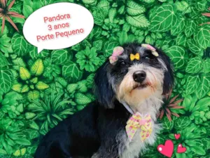 Cachorro raça SRD-ViraLata idade 3 anos nome Pandora 