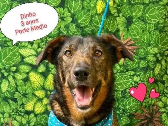 Cachorro ra a SRD-ViraLata idade 3 anos nome Dinho