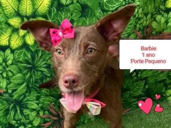 Cachorro ra a SRD-ViraLata idade 1 ano nome Barbie 