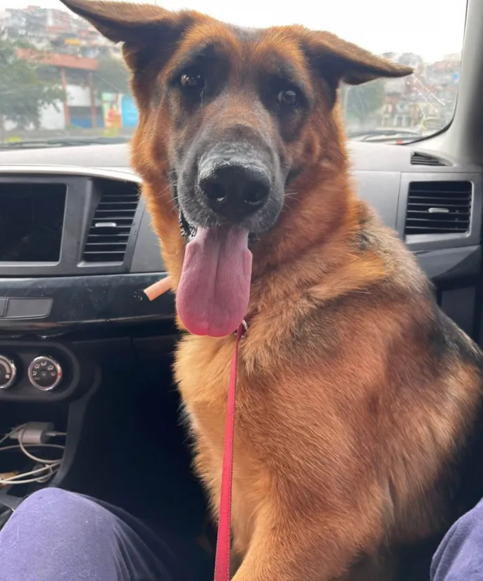 Cachorro ra a Pastor Alemão idade 1 ano nome Duquesa 