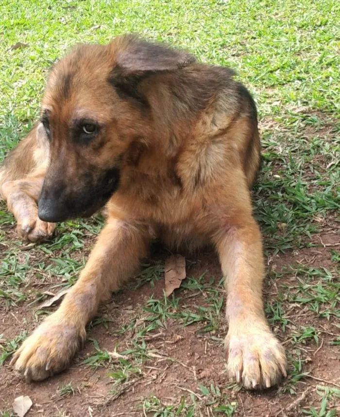 Cachorro ra a Pastor Alemão idade 1 ano nome Duquesa 