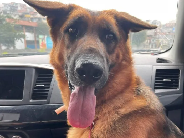 Cachorro ra a Pastor Alemão idade 1 ano nome Duquesa 