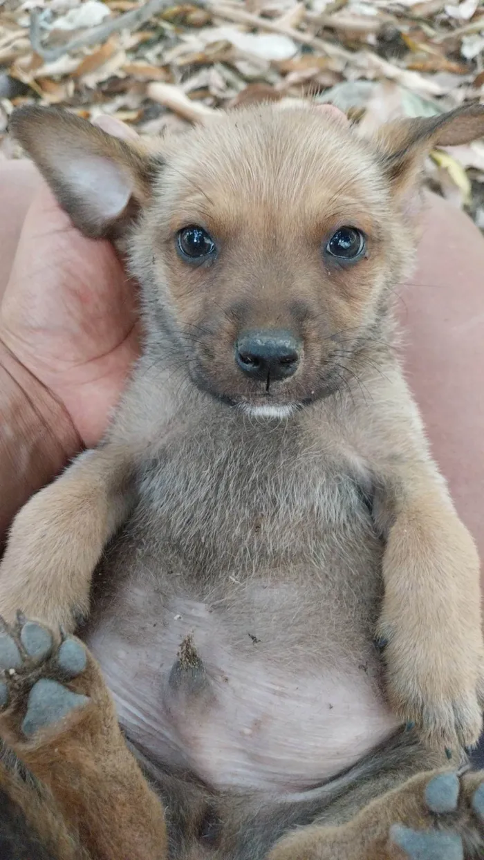 Cachorro ra a Indefinida idade 2 a 6 meses nome Bob 