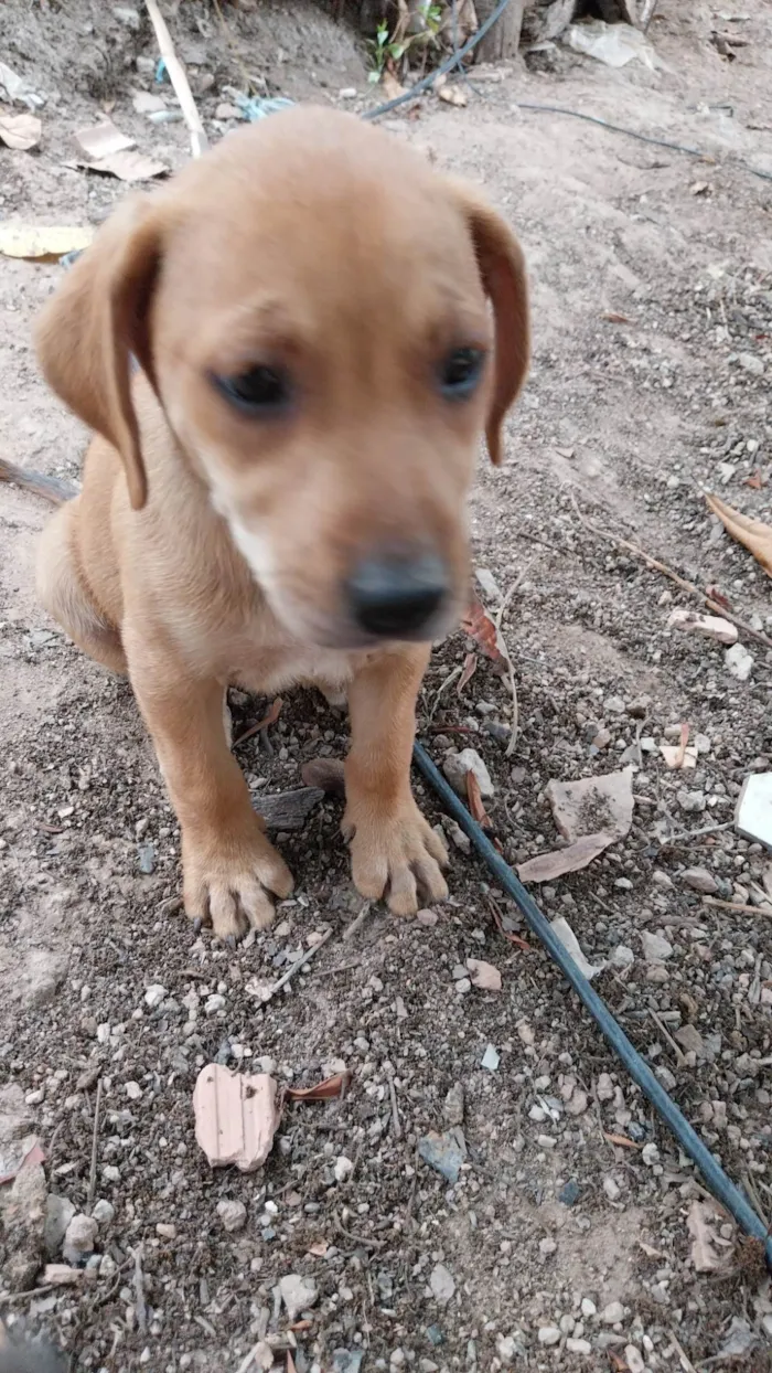 Cachorro ra a Indefinida  idade 2 a 6 meses nome Stela provisório 