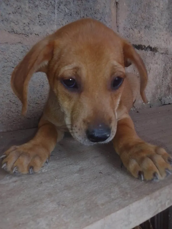 Cachorro ra a Indefinida  idade 2 a 6 meses nome Stela provisório 