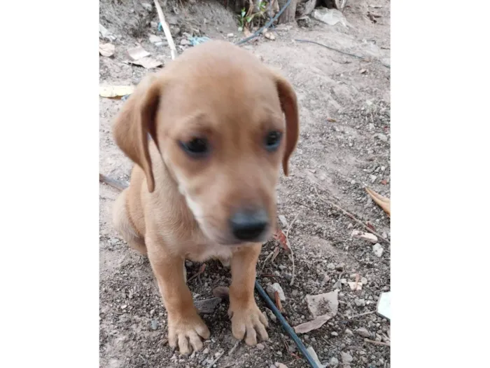 Cachorro ra a Indefinida  idade 2 a 6 meses nome Stela provisório 