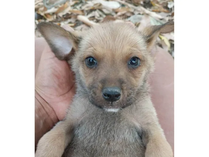 Cachorro ra a Indefinida idade 2 a 6 meses nome Bob 