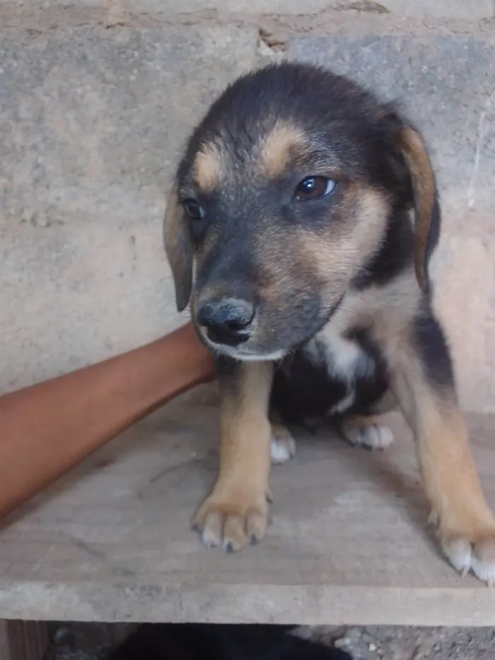 Cachorro ra a SRD-ViraLata idade 2 a 6 meses nome Kiki