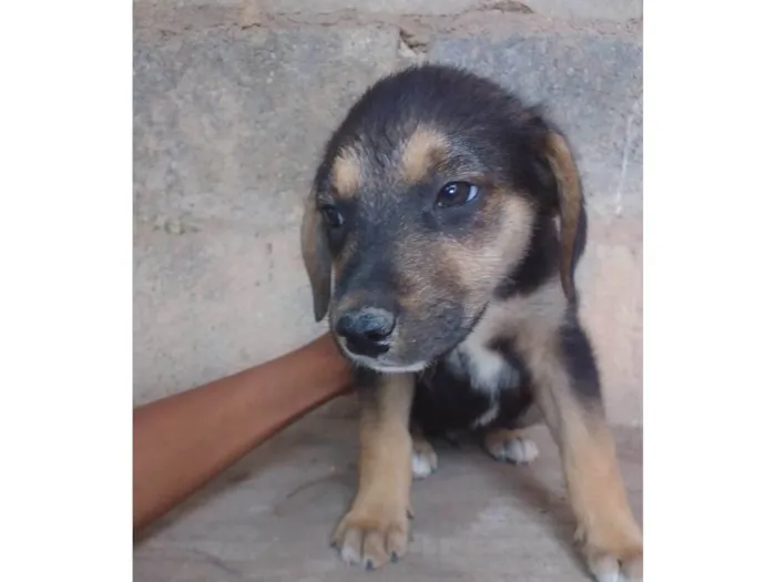 Cachorro ra a SRD-ViraLata idade 2 a 6 meses nome Kiki