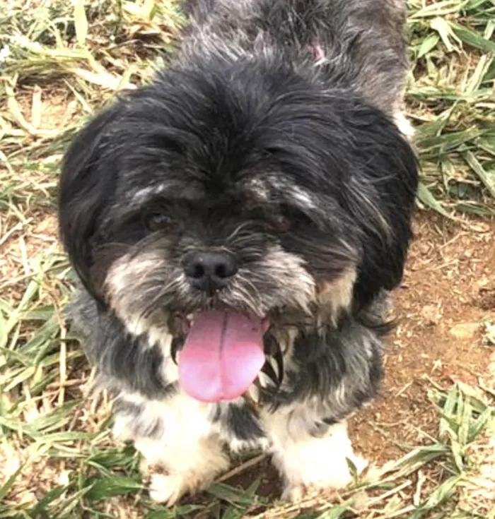 Cachorro ra a Shitzu idade 1 ano nome Júnior 
