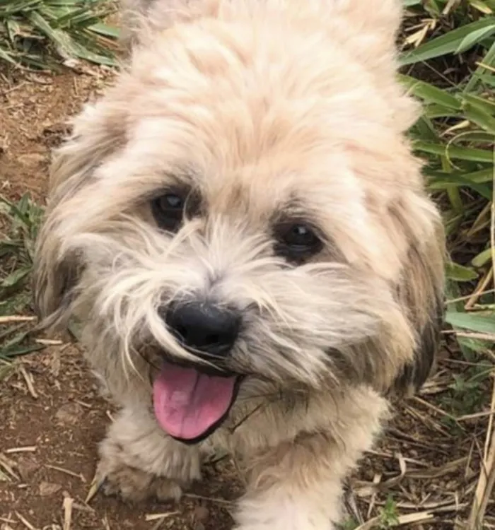Cachorro ra a Shitzu idade 1 ano nome Bob 