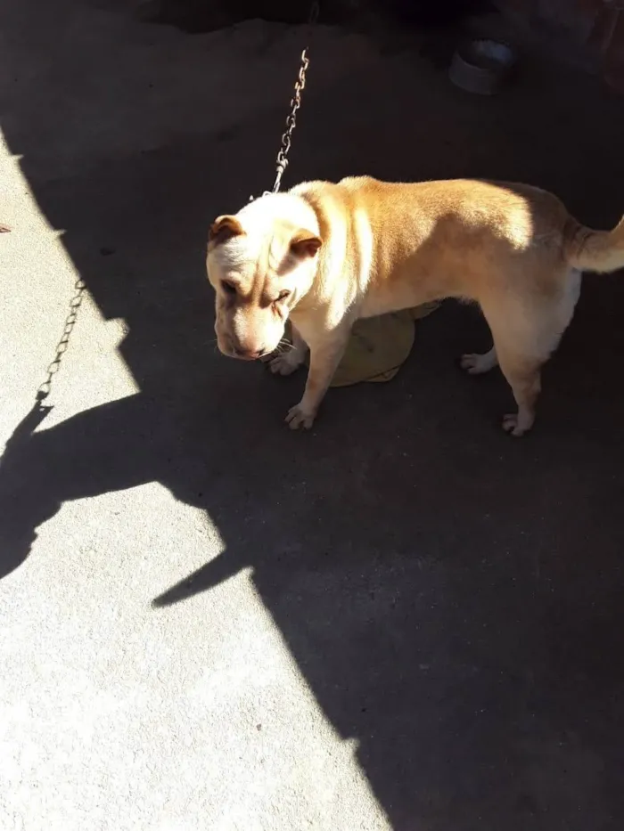Cachorro ra a Sharpei  idade 1 ano nome Lua