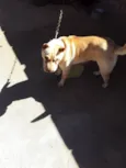 Lua